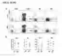 Fig. 09 - Depletion of plasmacytoid dendritic cells