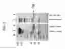 Fig. 07 - MUC1* ANTIBODIES