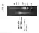 Fig. 24 - MUC1* ANTIBODIES