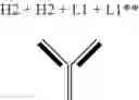 Fig. 147 - Modified antigen binding polypeptide constructs and uses thereof