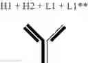 Fig. 178 - Modified antigen binding polypeptide constructs and uses thereof