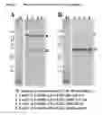 Fig. 08 - Multispecific antibody constructs