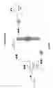 Fig. 41 - MANUFACTURING DEVICE AND PROCESS FOR PERSONALIZED DELIVERY VECTOR-BASED IMMUNOTHERAPY