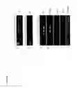 Fig. 06 - DERIVATION OF EMBRYONIC STEM CELLS