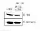 Fig. 20 - Method for secretion of extracellular vesicles from cells and tissues using shock wave