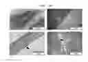 Fig. 28 - Method for secretion of extracellular vesicles from cells and tissues using shock wave