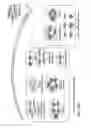 Fig. 41 - CRISPR/Cas transcriptional modulation