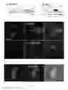 Fig. 02 - METHOD FOR RECONSTRUCTING A NON-HUMAN ANIMAL EMBRYO