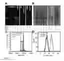 Fig. 05 - IN VIVO SITE-SPECIFIC PROTEIN TAGGING USING ENGINEERED SORTASE VARIANTS