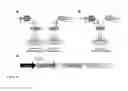Fig. 16 - IN VIVO SITE-SPECIFIC PROTEIN TAGGING USING ENGINEERED SORTASE VARIANTS