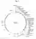 Fig. 02 - MAIZE EVENT DP-032218-9 AND METHODS FOR DETECTION THEREOF
