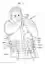 Fig. 02 - Ballistic-resistant garment having an incrementally adjustable fit