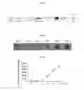 Fig. 02 - SYSTEMS AND METHODS FOR CULTURING NEPHRON PROGENITOR CELLS