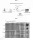 Fig. 06 - SYSTEMS AND METHODS FOR CULTURING NEPHRON PROGENITOR CELLS
