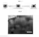 Fig. 07 - SYSTEMS AND METHODS FOR CULTURING NEPHRON PROGENITOR CELLS