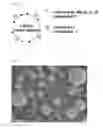 Fig. 02 - Lithium nickelate-based positive electrode active substance particles and process for producing the same, and non-aqueous electrolyte secondary battery
