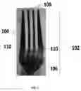 Fig. 02 - Durable Ceramic Flatware