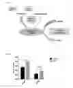 Fig. 02 - Compositions and methods of use of β-hydroxy-β-methylbutyrate (HMB) for modulating autophagy and lipophagy