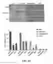 Fig. 08 - METHOD FOR REGULATING ALDEHYDE DEHYDROGENASE 1