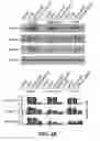 Fig. 09 - METHOD FOR REGULATING ALDEHYDE DEHYDROGENASE 1