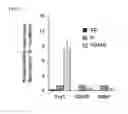 Fig. 02 - Composition for inducing differentiation of multipotent neural stem cells into dopaminergic neurons and method for inducing differentiation of multipotent neural stem cells into dopaminergic neurons by using the same