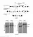 Fig. 02 - METHODS FOR TREATING NEUROMUSCULAR JUNCTION-RELATED DISEASES