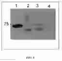 Fig. 08 - Antimicrobial compositions and method of use thereof