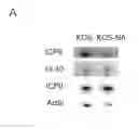 Fig. 01 - Neuroattenuated herpes simplex virus