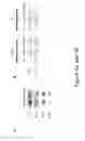 Fig. 07 - Neuroattenuated herpes simplex virus