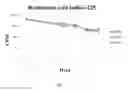 Fig. 03 - Formulations of intraarticular pharmaceutical agents and methods for preparing and using the same