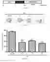 Fig. 07 - Peptide fragments of netrin-1 and compositions and methods thereof
