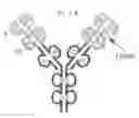 Fig. 01 - Stable Dual Variable Domain Immunoglobulin Protein Formulations