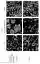 Fig. 05 - Multispecific antigen binding proteins