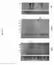 Fig. 20 - Multispecific antigen binding proteins