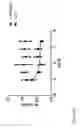 Fig. 46 - BISPECIFIC BINDING AGENTS TARGETING THE IGF-1R AND ERBB3 PATHWAYS AND USES THEREOF