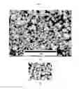 Fig. 02 - Process for preparing a polyamide, a nylon salt to be used therein and a process for making the salt