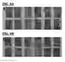 Fig. 09 - Degradable amino acid-based poly (ester urea) copolymer adhesives