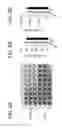 Fig. 08 - Use of the chromosome 19 microRNA cluster (C19MC) for treating microbial disease and promoting authophagy