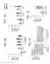 Fig. 11 - Use of the chromosome 19 microRNA cluster (C19MC) for treating microbial disease and promoting authophagy