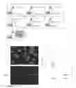 Fig. 19 - Unfolding Proximity Probes and Methods for the Use Thereof