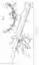 Fig. 04 - Pivotable handle for an architectural covering