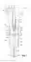 Fig. 02 - Fuel injector