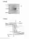 Fig. 09 - Flow cell, particle analysis apparatus and particle analysis method