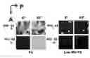 Fig. 44 - DETECTION OF GAS-PHASE ANALYTES USING LIQUID CRYSTALS