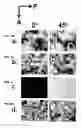 Fig. 46 - DETECTION OF GAS-PHASE ANALYTES USING LIQUID CRYSTALS