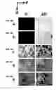 Fig. 47 - DETECTION OF GAS-PHASE ANALYTES USING LIQUID CRYSTALS