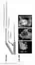Fig. 50 - DETECTION OF GAS-PHASE ANALYTES USING LIQUID CRYSTALS