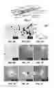 Fig. 02 - Cluster for the detection of an analyte