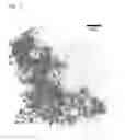 Fig. 11 - MAGNETIC MATERIAL LOADED WITH MAGNETIC ALLOY PARTICLES AND METHOD FOR PRODUCING SAID MAGNETIC MATERIAL