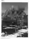 Fig. 03 - Walnut variety named 'DURHAM'